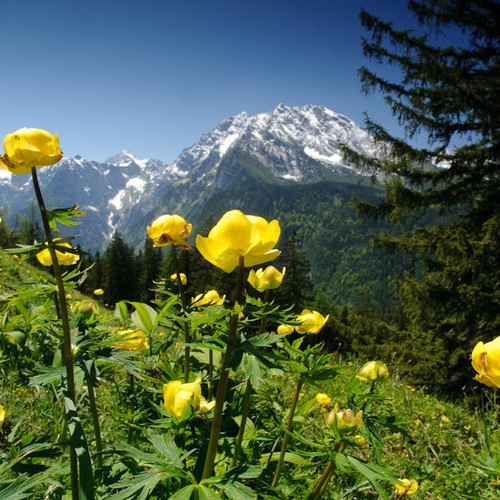 Gelbe Blumen vor einer Bergkulisse.