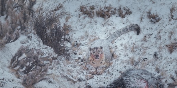 Ein Schneeleopard liegt gut getarnt im Schnee.