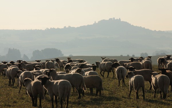 Viele Schafe stehen auf einer Weide.