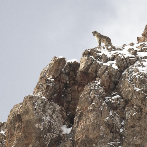 Ein Schneeleopard auf Felsen.