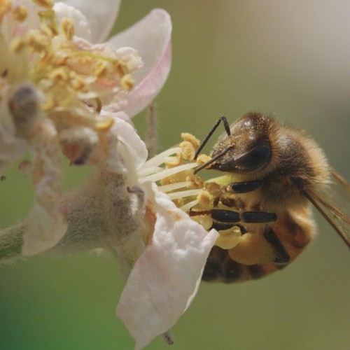 Eine Biene an einer Blüte.
