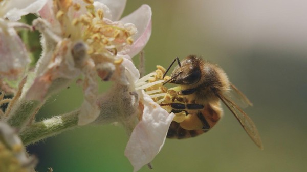 Nahaufnahme einer Biene, die an einer Blüte Nektar sammelt.