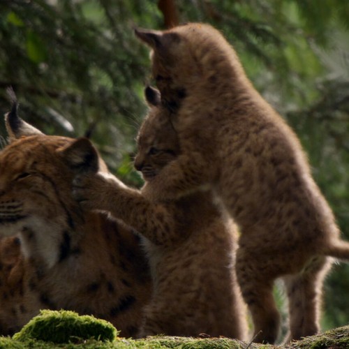 Tiere im Wald